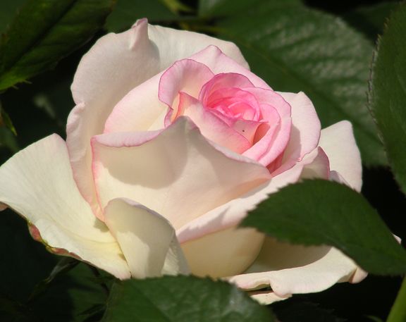 Moonstone photo moon2014_07270017_zps74874648.jpg